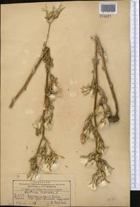 Lactuca tuberosa Jacq., Middle Asia, Kopet Dag, Badkhyz, Small & Great Balkhan (M1) (Turkmenistan)
