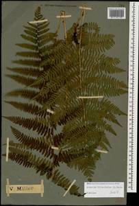 Athyrium filix-femina, Caucasus, Krasnodar Krai & Adygea (K1a) (Russia)