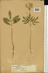 Cardamine quinquefolia (M.Bieb.) Schmalh., Eastern Europe, Volga-Kama region (E7) (Russia)