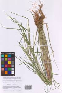 Leersia oryzoides (L.) Sw., Eastern Europe, Moscow region (E4a) (Russia)