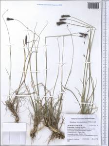 Hordeum brevisubulatum (Trin.) Link, Middle Asia, Pamir & Pamiro-Alai (M2) (Kyrgyzstan)