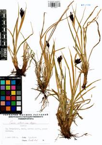 Carex aterrima Hoppe, Siberia, Baikal & Transbaikal region (S4) (Russia)