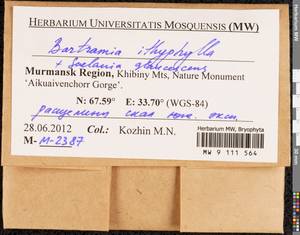 Bartramia ithyphylla Brid., Bryophytes, Bryophytes - Karelia, Leningrad & Murmansk Oblasts (B4) (Russia)