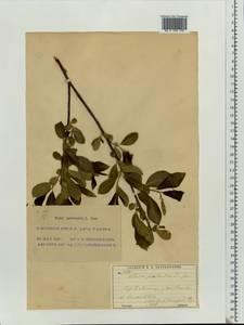 Salix pentandra L., Eastern Europe, Moscow region (E4a) (Russia)