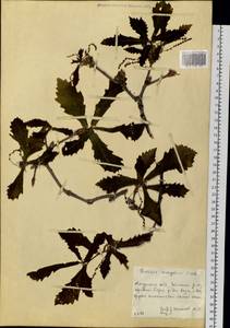 Quercus mongolica Fisch. ex Ledeb., Siberia, Russian Far East (S6) (Russia)