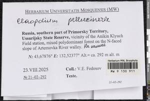 Claopodium pellucinerve (Mitt.) Best, Bryophytes, Bryophytes - Russian Far East (excl. Chukotka & Kamchatka) (B20) (Russia)