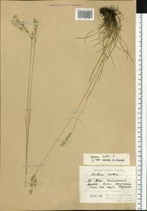 Festuca rubra L., Eastern Europe, Eastern region (E10) (Russia)