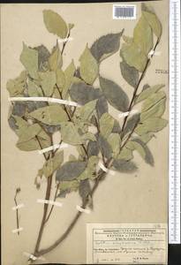 Celtis australis subsp. caucasica (Willd.) C. C. Townsend, Middle Asia, Western Tian Shan & Karatau (M3) (Kyrgyzstan)