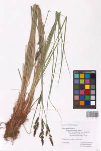 Carex hartmanii Cajander, Eastern Europe, Central region (E4) (Russia)