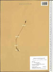 Phleum paniculatum Huds., Caucasus, Dagestan (K2) (Russia)