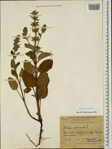 Salvia viridis L., Caucasus, North Ossetia, Ingushetia & Chechnya (K1c) (Russia)