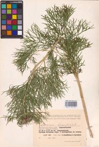 Paeonia tenuifolia L., Eastern Europe, Lower Volga region (E9) (Russia)