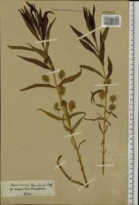 Lysimachia thyrsiflora L., Siberia, Altai & Sayany Mountains (S2) (Russia)