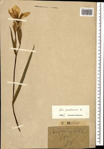 Iris pseudacorus L., Caucasus, Black Sea Shore (from Novorossiysk to Adler) (K3) (Russia)