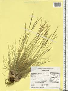 Nardus stricta L., Eastern Europe, Northern region (E1) (Russia)