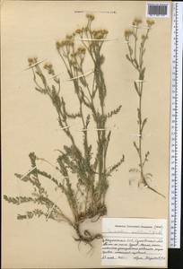 Tanacetum santolina C. Winkl., Middle Asia, Caspian Ustyurt & Northern Aralia (M8) (Kazakhstan)