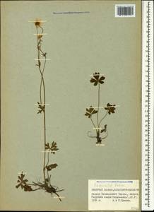 Ranunculus buhsei Boiss., Caucasus, Stavropol Krai, Karachay-Cherkessia & Kabardino-Balkaria (K1b) (Russia)