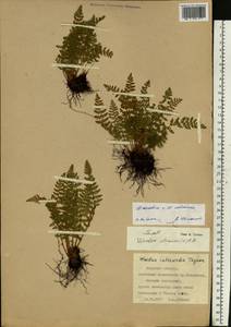 Woodsia asiatica × calcarea, Siberia, Russian Far East (S6) (Russia)
