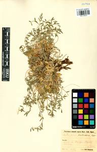 Astragalus scaberrimus Bunge, Siberia, Baikal & Transbaikal region (S4) (Russia)