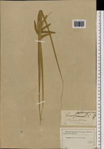 Carex pseudocyperus L., Eastern Europe, Western region (E3) (Russia)