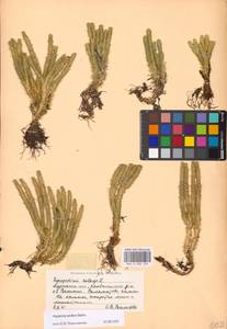 Huperzia selago subsp. appressa (La Pylaie ex Desv.) D.Löve, Eastern Europe, Northern region (E1) (Russia)