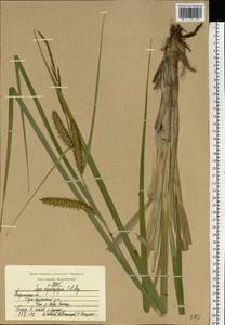 Carex utriculata Boott, Eastern Europe, Central region (E4) (Russia)