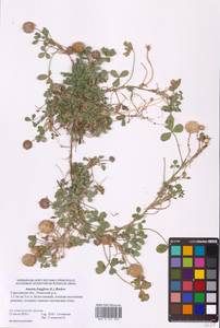 Trifolium fragiferum L., Eastern Europe, Lower Volga region (E9) (Russia)