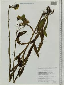 Sonchus arvensis L., Siberia, Baikal & Transbaikal region (S4) (Russia)