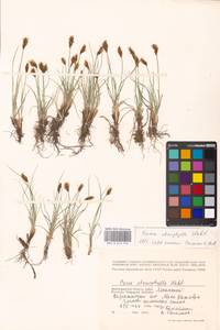 Carex stenophylla Wahlenb., Eastern Europe, Lower Volga region (E9) (Russia)