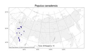 Populus ×canadensis Moench, Atlas of the Russian Flora (FLORUS) (Russia)