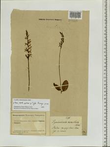 Hemipilia cucullata (L.) Y.Tang, H.Peng & T.Yukawa, Siberia, Altai & Sayany Mountains (S2) (Russia)