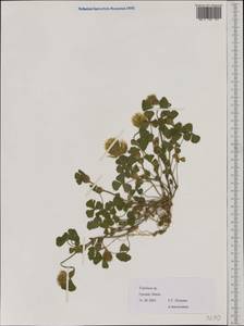 Trifolium, Western Europe (EUR) (Greece)
