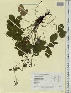 Fragaria viridis Duchesne, Eastern Europe, Central region (E4) (Russia)