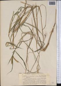 Setaria parviflora (Poir.) M.Kerguelen, America (AMER) (Argentina)