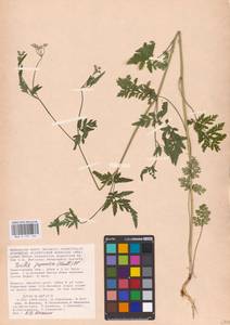 Torilis japonica (Houtt.) DC., Eastern Europe, Lower Volga region (E9) (Russia)