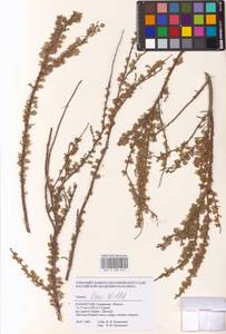 Tamarix laxa Willd., Middle Asia, Caspian Ustyurt & Northern Aralia (M8) (Kazakhstan)