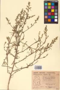 Corispermum, Eastern Europe, Volga-Kama region (E7) (Russia)