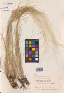 Stipa ucrainica P.A.Smirn., Eastern Europe, Lower Volga region (E9) (Russia)