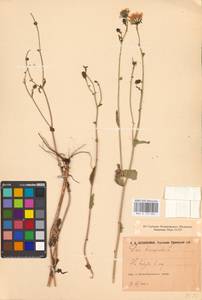 Picris hieracioides L., Eastern Europe, Eastern region (E10) (Russia)