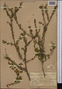 Prunus verrucosa Franch., Middle Asia, Western Tian Shan & Karatau (M3) (Kazakhstan)