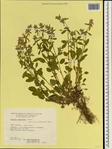 Stachys annua subsp. annua, South Asia, South Asia (Asia outside ex-Soviet states and Mongolia) (ASIA) (Iran)