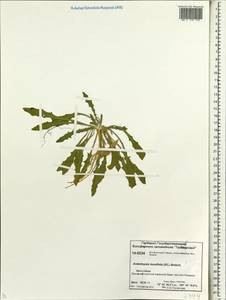 Transberingia bursifolia (DC.) Al-Shehbaz & O'Kane, Siberia, Central Siberia (S3) (Russia)