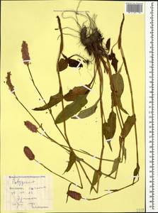 Bistorta carnea (K. Koch) Kom., Caucasus, South Ossetia (K4b) (South Ossetia)