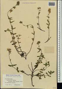 Helianthemum ovatum (Viv.) Dunal, Crimea (KRYM) (Russia)