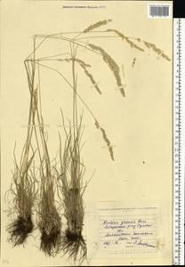 Koeleria pyramidata (Lam.) P.Beauv., Eastern Europe, North Ukrainian region (E11) (Ukraine)