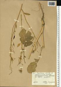 Raphanus sativus L., Eastern Europe, West Ukrainian region (E13) (Ukraine)