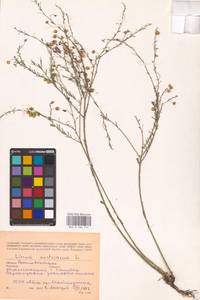 Linum austriacum L., Eastern Europe, Rostov Oblast (E12a) (Russia)