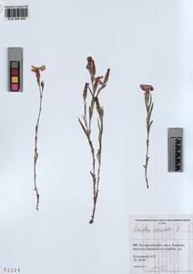 KUZ 004 405, Dianthus chinensis, Siberia, Altai & Sayany Mountains (S2) (Russia)