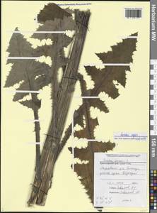 Sonchus asper (L.) Hill, Caucasus, Black Sea Shore (from Novorossiysk to Adler) (K3) (Russia)