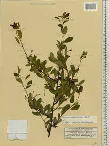 Prunus fruticosa Pall., Eastern Europe, Volga-Kama region (E7) (Russia)